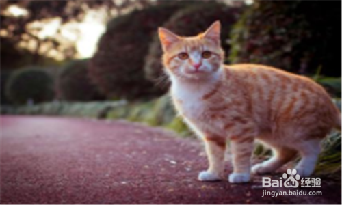 猫怕人怎么办