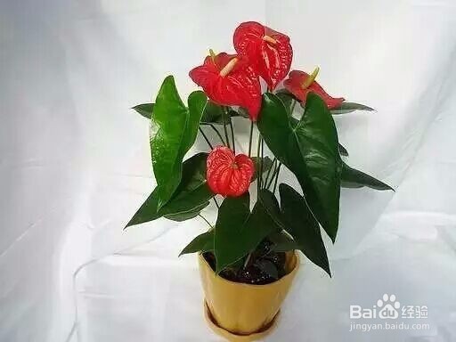 教你如何养好花花草草