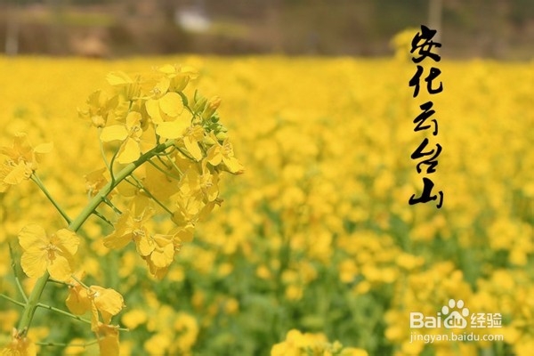安化云台山风景区的花海盛景
