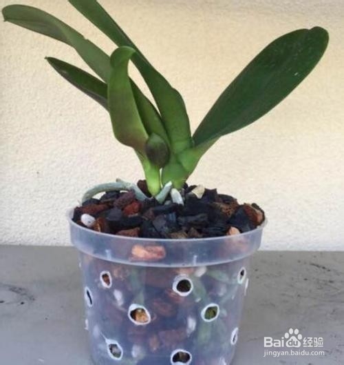 水苔养蝴蝶兰的方法