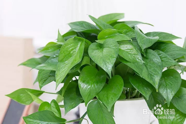 绿萝的养殖方法和注意事项