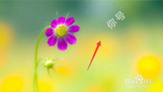 PS2019如何在图片中添加水印