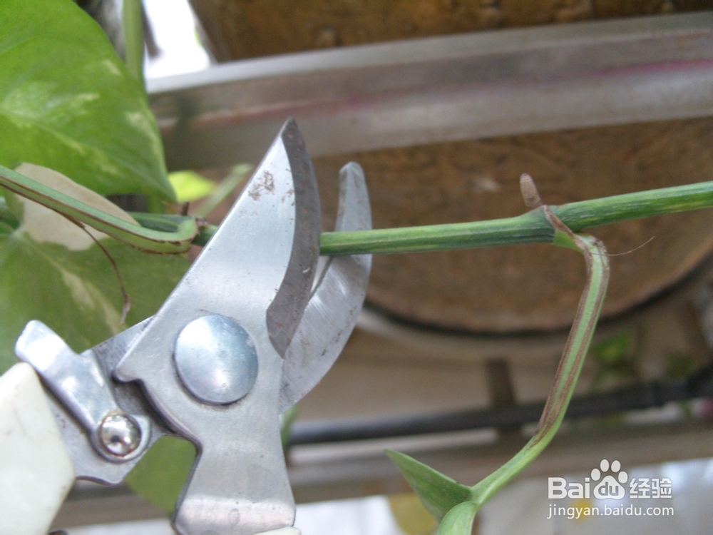 如何养绿萝才会长势旺盛