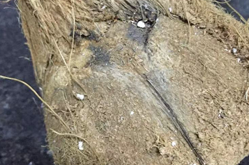 轻松取椰子肉的简便方法？