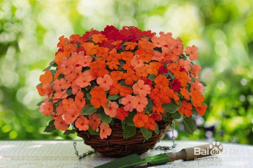 非州凤仙花的养护技巧