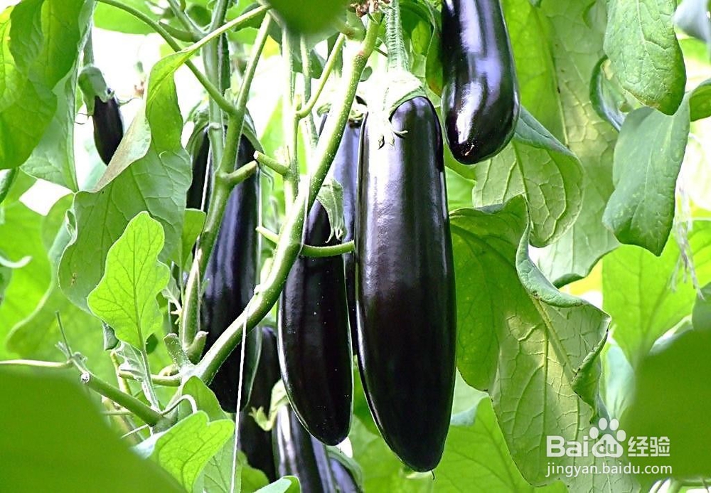 生活常识之——对血管好的方法