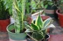 虎皮兰长得慢怎么解决？