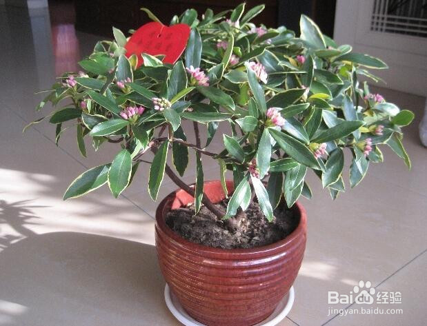 秋天盆花怎么修剪