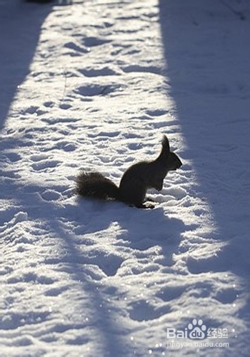 雪地松鼠怎么养