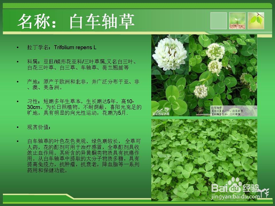 常见草花的辨认