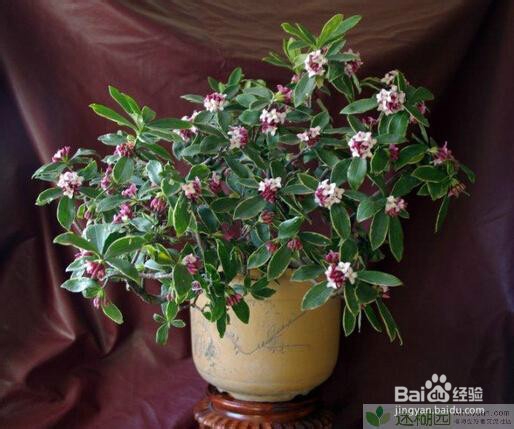 值得珍藏的金边瑞香的养殖方法之七大养殖技巧