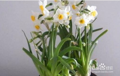 水仙花怎么养 百度经验 水仙花怎么养 百度经验