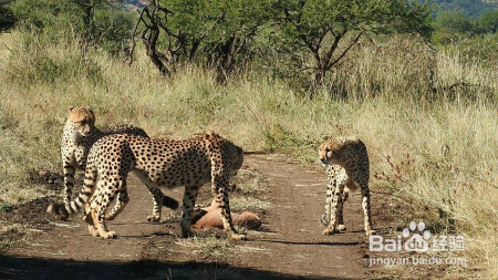 猎豹和欧亚猞猁谁厉害?为什么?