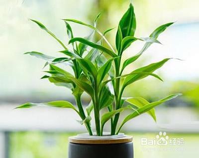 夏天来了,君子兰文竹富贵竹等10种花卉暴晒必死!