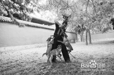 你家的狗狗是不是一兴奋就老扑人？别担心，我有妙招！