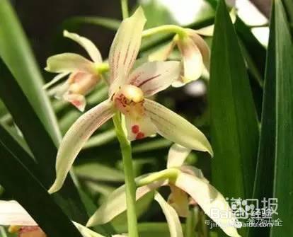 100种兰花品种图鉴，花开瞬间，艳冠群芳！