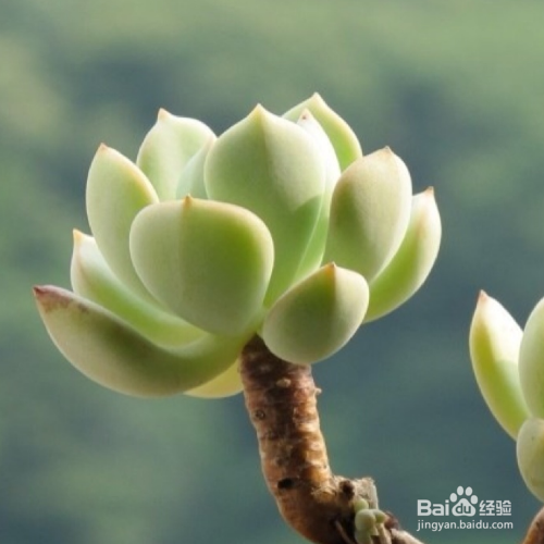 多肉冬天怎么养护