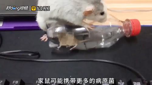 花枝鼠和老鼠有什么区别 百度经验