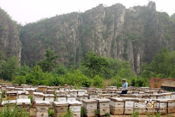 如何养蜂?养蜂的方法?