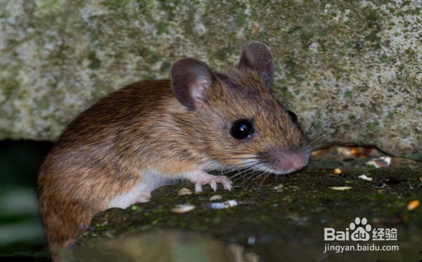 养殖场如何灭鼠