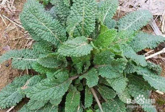 癞蛤蟆草(青蛙草)如何食用治疗咽喉肿痛