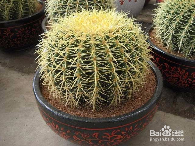 盛夏,你的多肉植物到底要怎么养