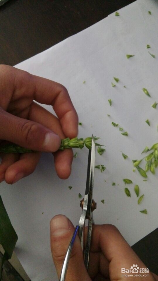 小麦去雄步骤
