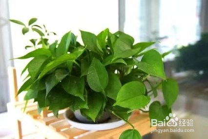 冬季养绿萝,注意这几点,保准让其安全过冬