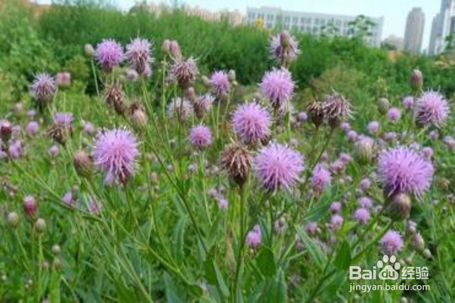 现在吃什么野菜更健康