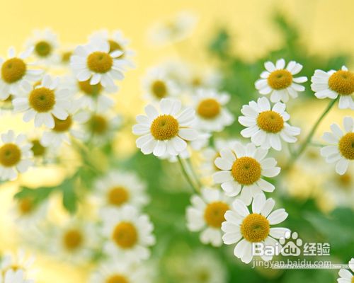 预防过敏性鼻炎应先除四害