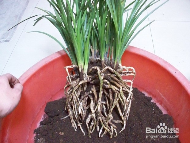 兰花兰菌的制作方法