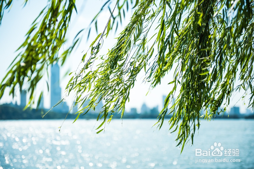 PS通道抠图杂乱的树叶