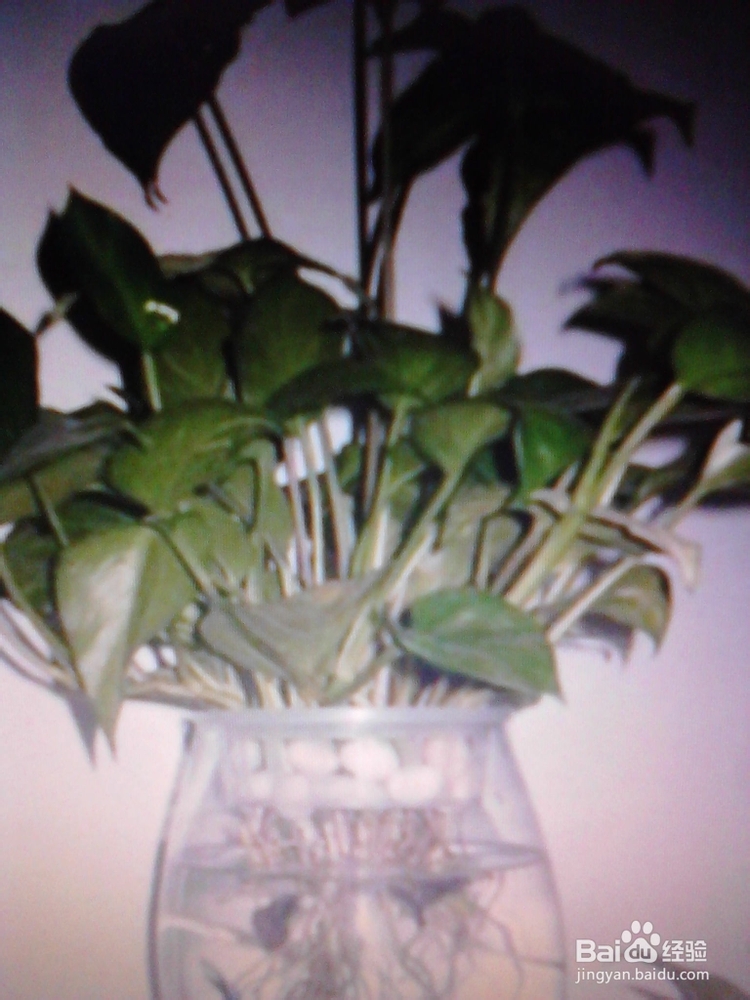 绿萝的养殖与繁殖技巧