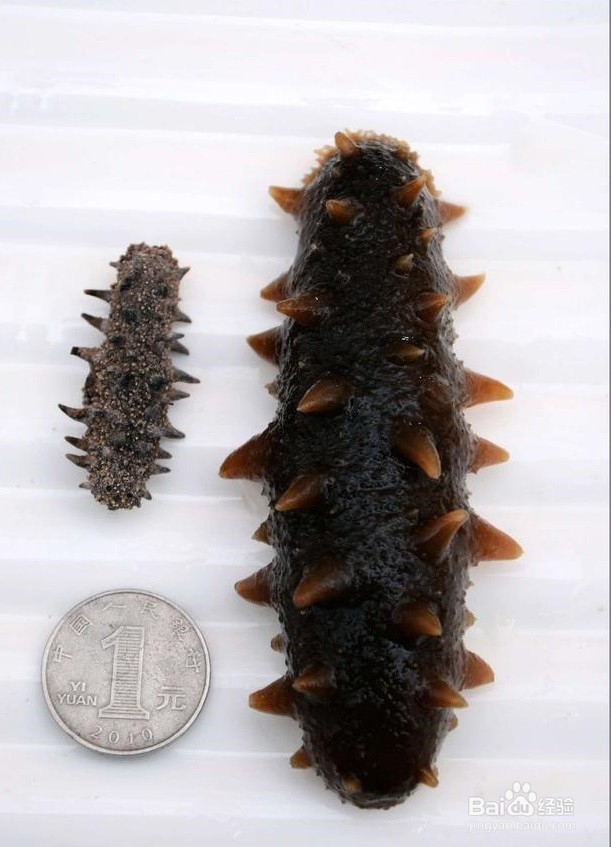 购买海参时，怎么区分干海参的好坏