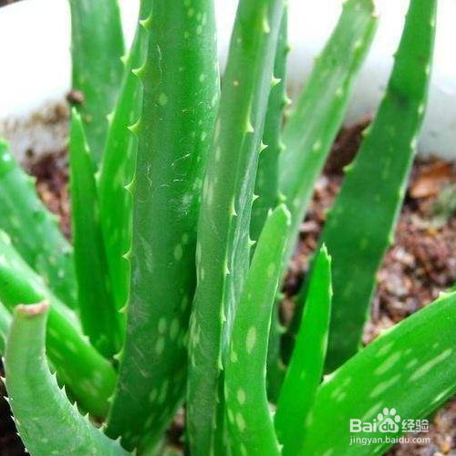 芦荟长黑斑应该怎么办呢？