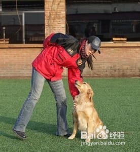 如何让狗狗听话的坐下
