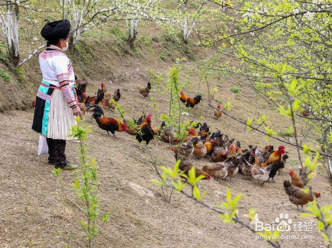 散养鸡怎么捡鸡蛋
