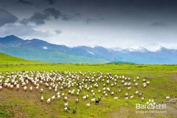 中国6大草原，这个夏天最值得一去！