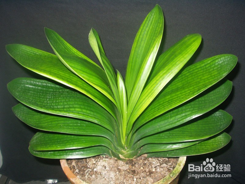 如何给君子兰施肥