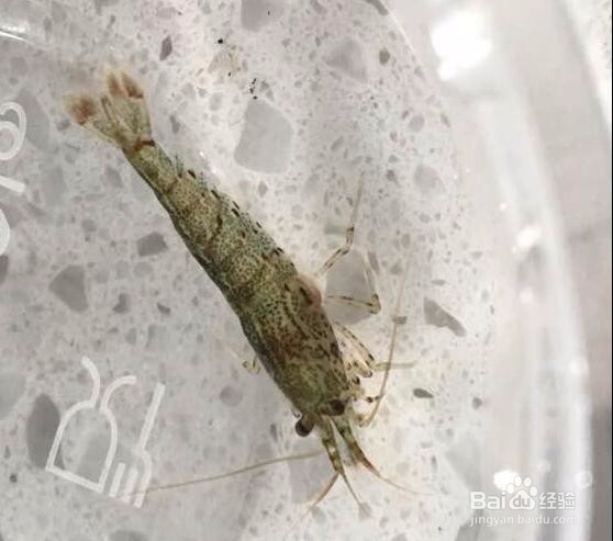 草缸虾锚虫怎么处理