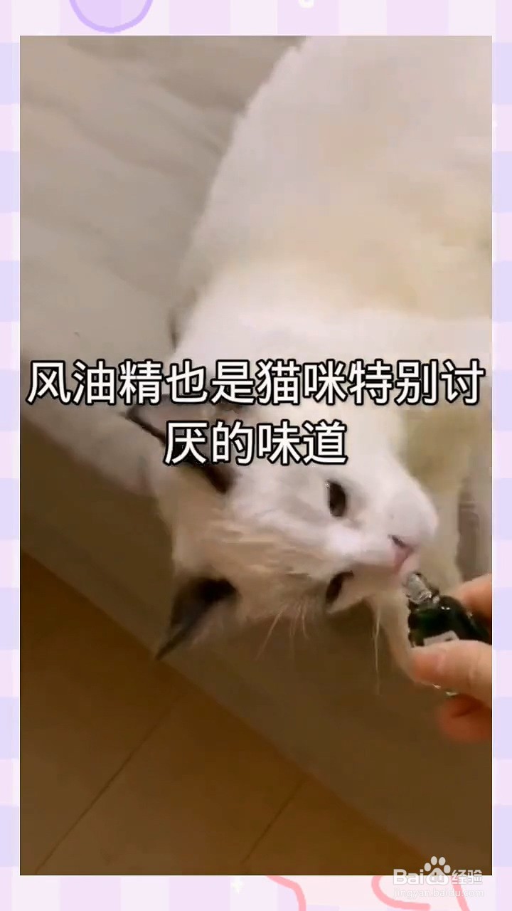 猫咪最讨厌的五种味道