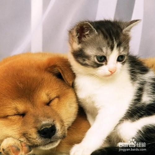 猫狗怎么一起养？