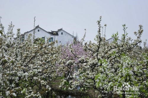 上海到苏州树山旅游攻略