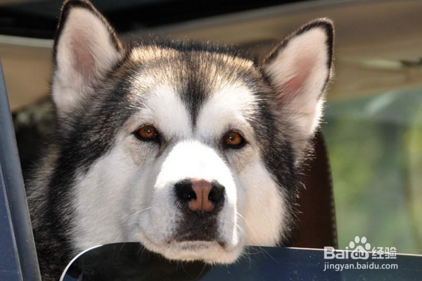 一岁的哈士奇怎样长肉