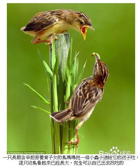 转载-家有中等生