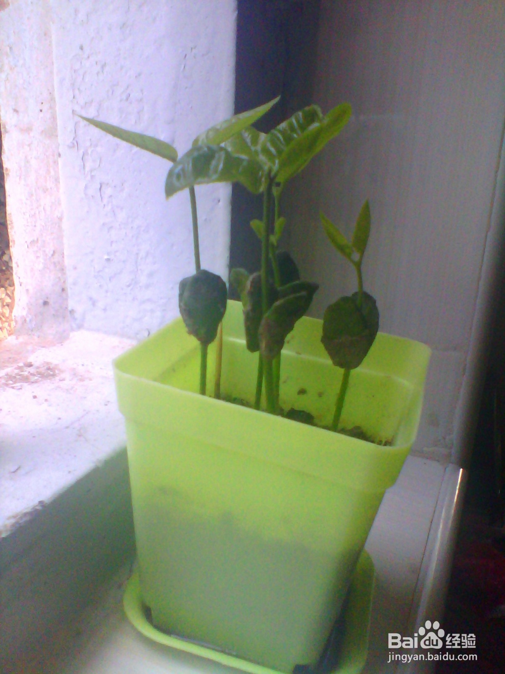 简单种植黄皮果盆栽