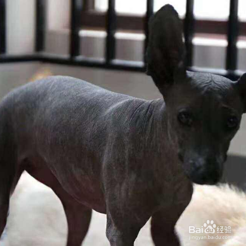 如何做无毛犬的清洁