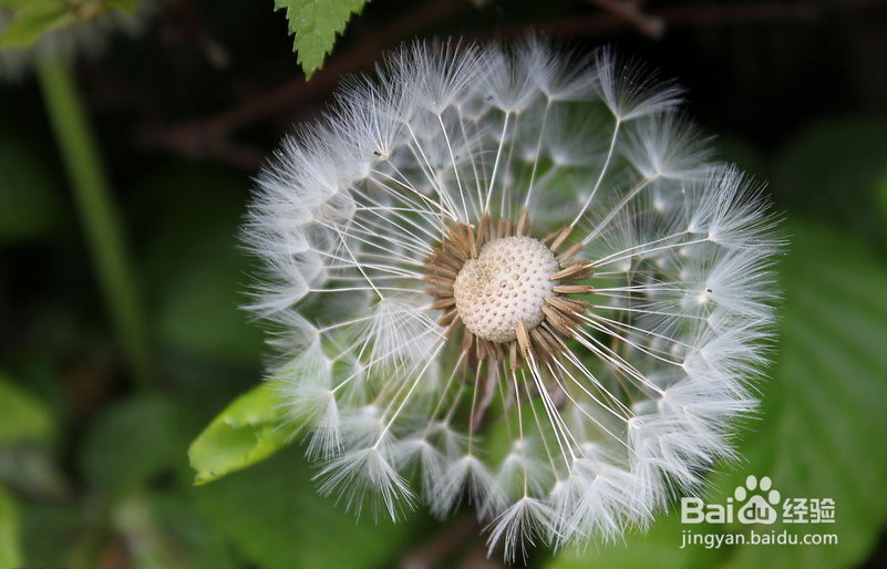 鉴别田间的杂草是草还是宝
