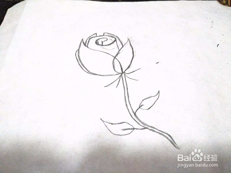 玫瑰花简笔画怎么画