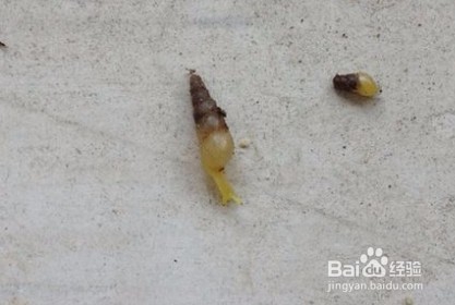 细钻螺杀灭方法